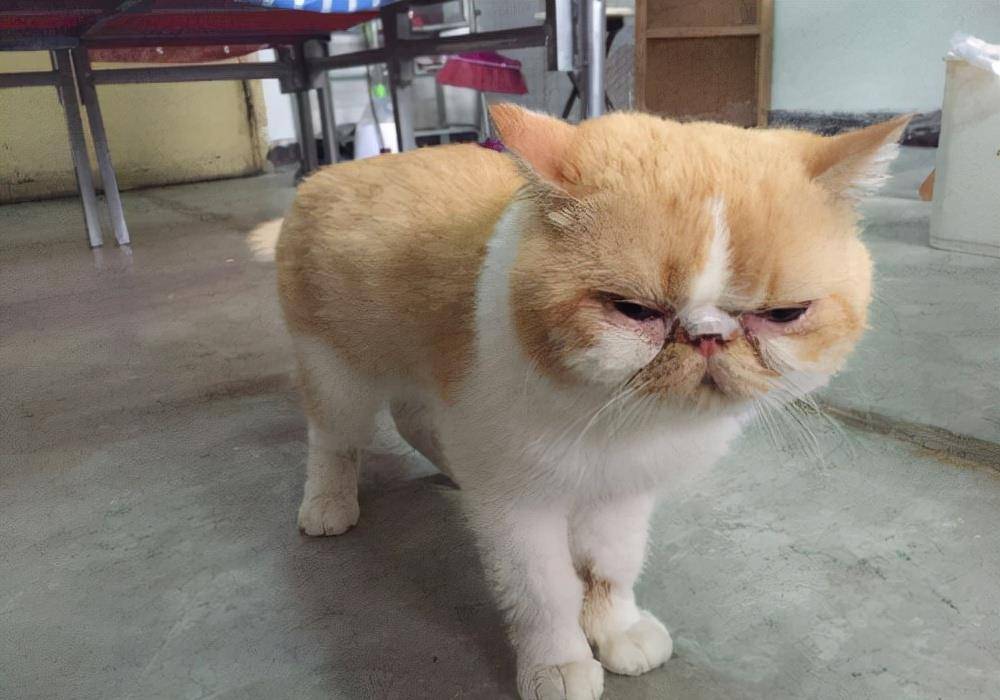 技能劝告：这几种猫不要随便带回家，每一只都“很难养”