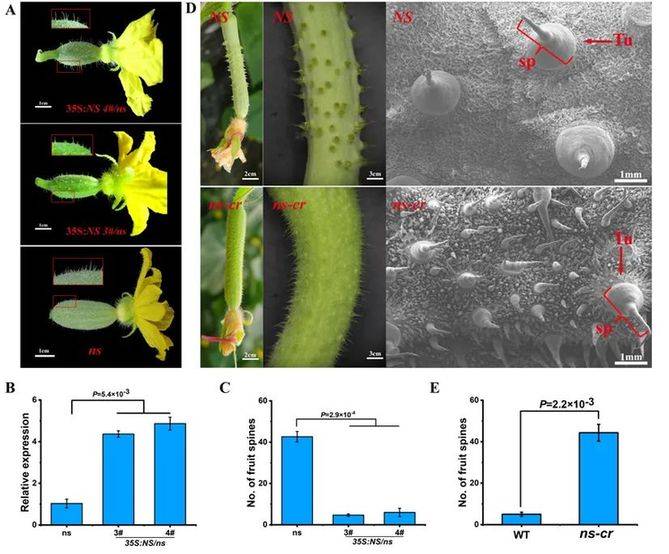 掌握这个基因，无刺果蔬不是梦！