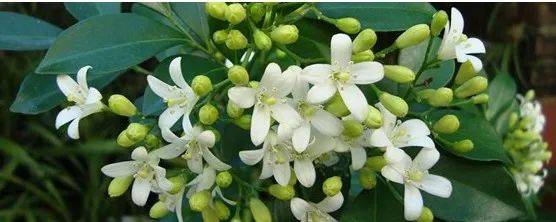 神农识药发散风寒药之千只眼