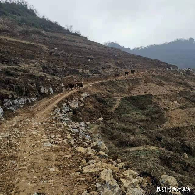 贵州正安这个村干群都在春天里的田间地头忙活着