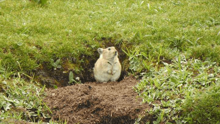 高原鼠兔是草原退化元凶数量已达12亿为何专家称是好事