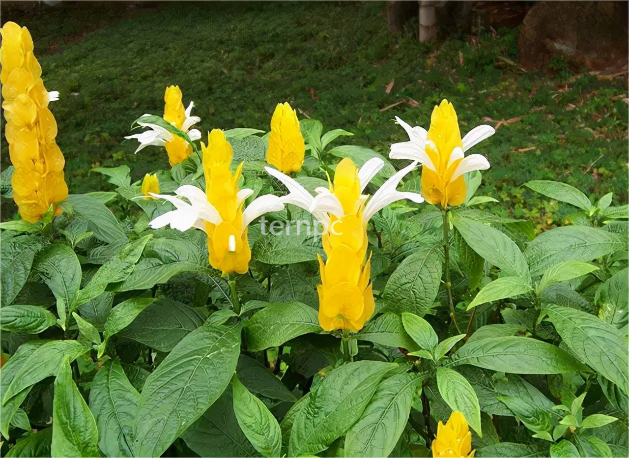 罕见的圣花—宝塔花_产业化_植物_裂片