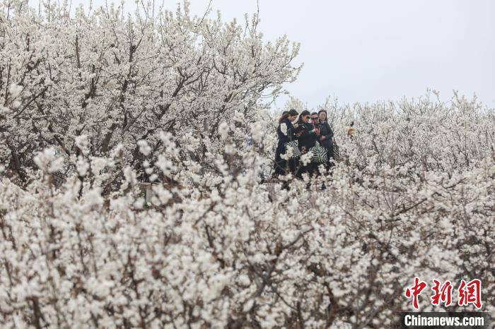 新闻网|贵州纳雍万亩樱桃花竞相绽放引游人