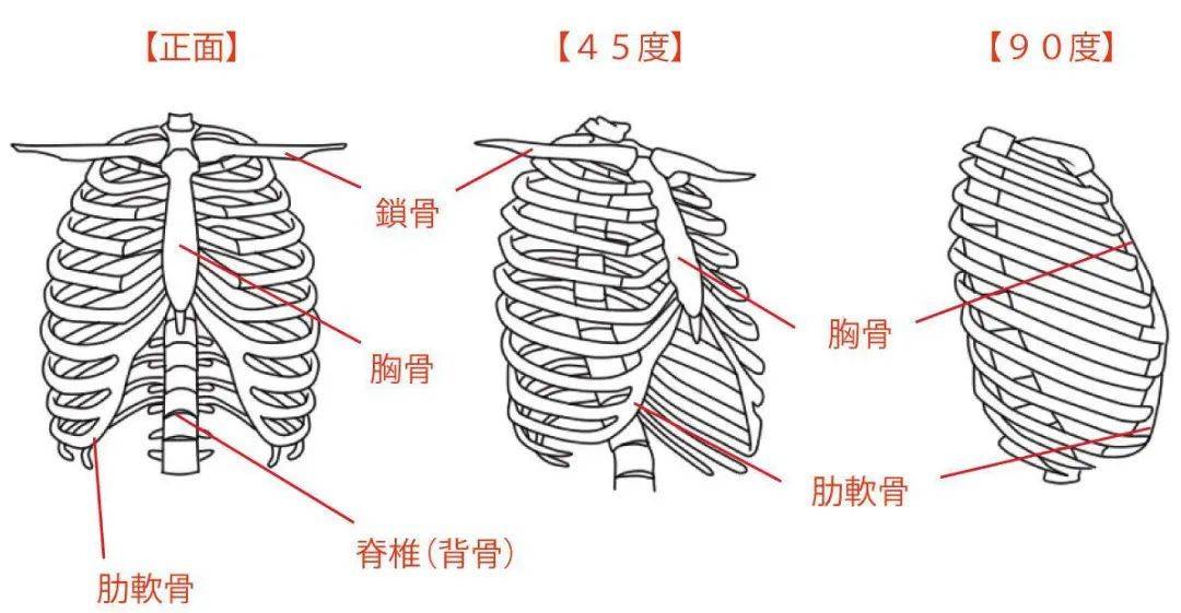 人体胸口骨骼结构图图片