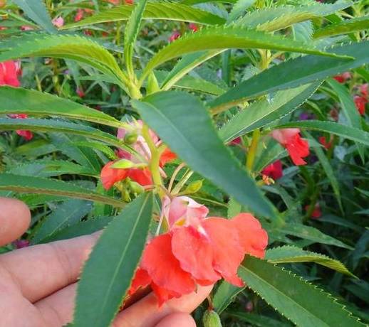 1種花,花盆裡養2個月就能採摘,花朵可以