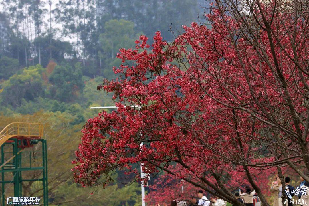 树汇聚成林相比常见的粉色樱花,更为独特颜色为玫红色以单瓣山樱花和