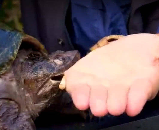 原创男子好奇鳄龟的攻击性用自己手掌试探一口咬下去后悔了