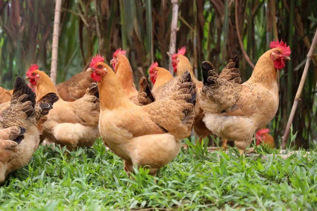 广西六堡茶河池桑蚕茧灵山香鸡登陆央视