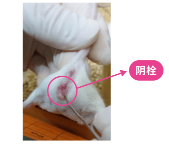 兔子摸胎法图片图片