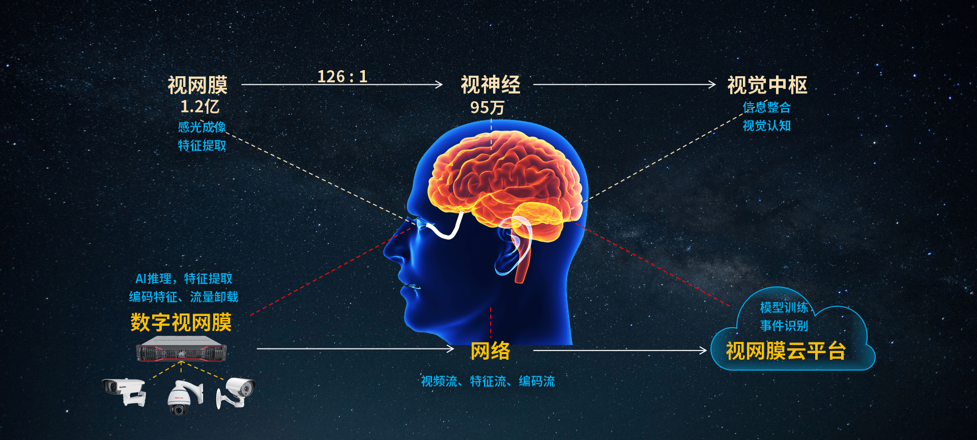 而是通过视网膜进行影像重构与特征提取生成特定的视觉信息,经视神经