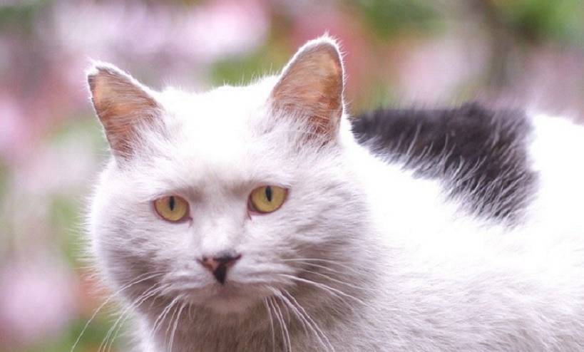 北京胡同里的猫 眼神中藏着宇宙 最与花木和谐 大王 奶牛 丁香花 北京胡同里的猫 眼神中藏着宇宙 最与花木和谐 大王 奶牛 丁香花
