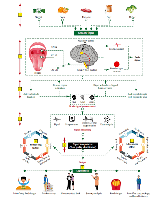 重磅研究味觉可以被识别吗脑机接口在味觉感知中的新应用
