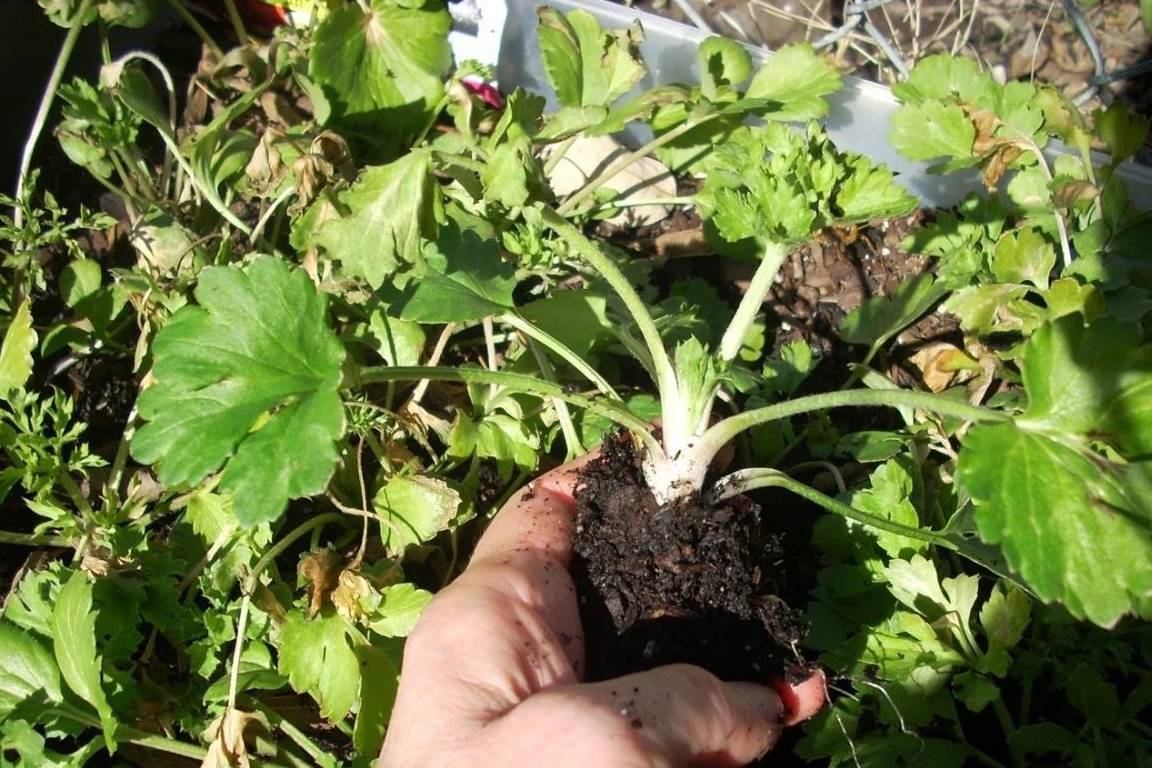 洋牡丹的花朵枯萎后就扔掉可惜了 教你正确处理 来年能重新开花 土壤 补充 球茎