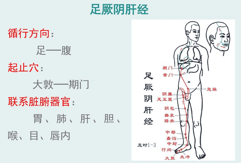 手臂_阳经_阴经