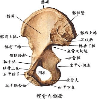 为了更好理解,让我们了解一下臀部的解剖结构髋关节是球窝关节