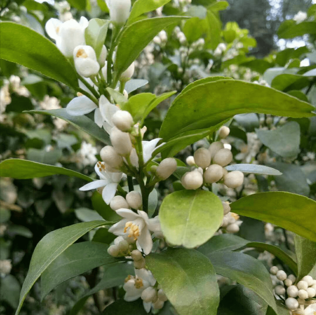 植物保花保果,硼,钙都很重要!_需求量_果也很_效果