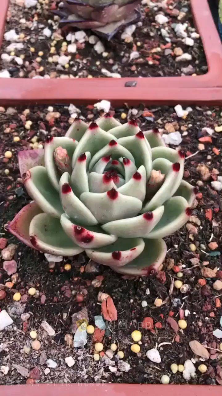 超级蓝龙好美多肉多肉圈多肉植物