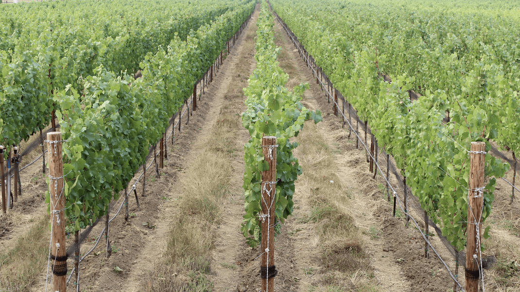 出口|挣扎中的乌克兰葡萄酒,竟有如许珍宝