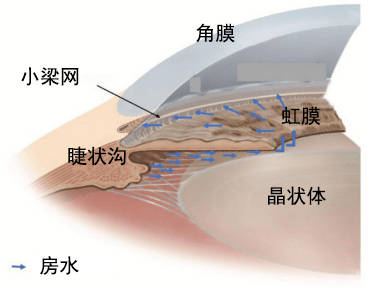 眼睛小梁位置图片