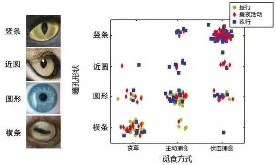 羊知识 为什么羊的瞳孔是横着的 捕食者 动物 横向