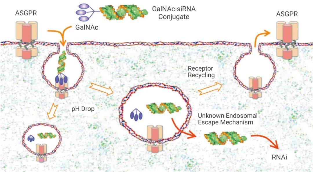 针对多种罕见疾病 (如杜氏肌营养不良 (duchenne muscular dystrophy)