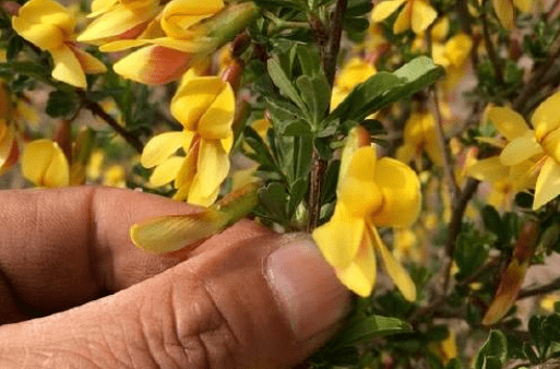 而且它也是不錯的野菜,用它炒雞蛋簡直是一絕.