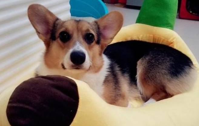 体型|养狗有6忌，这些知识需要知道！