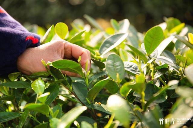 传统|茶叶里的“黑科技”，竹叶青四季鲜爽背后的奥秘