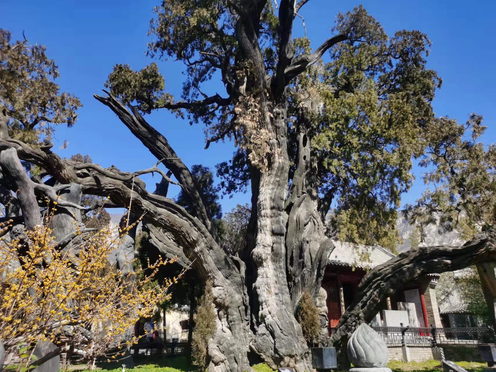 盘一盘河南的古树家底两株将军柏年龄最长