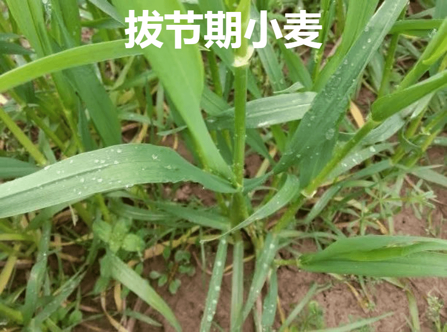 小麦除草剂_小麦除草剂使用注意事项_2020小麦除草剂配方