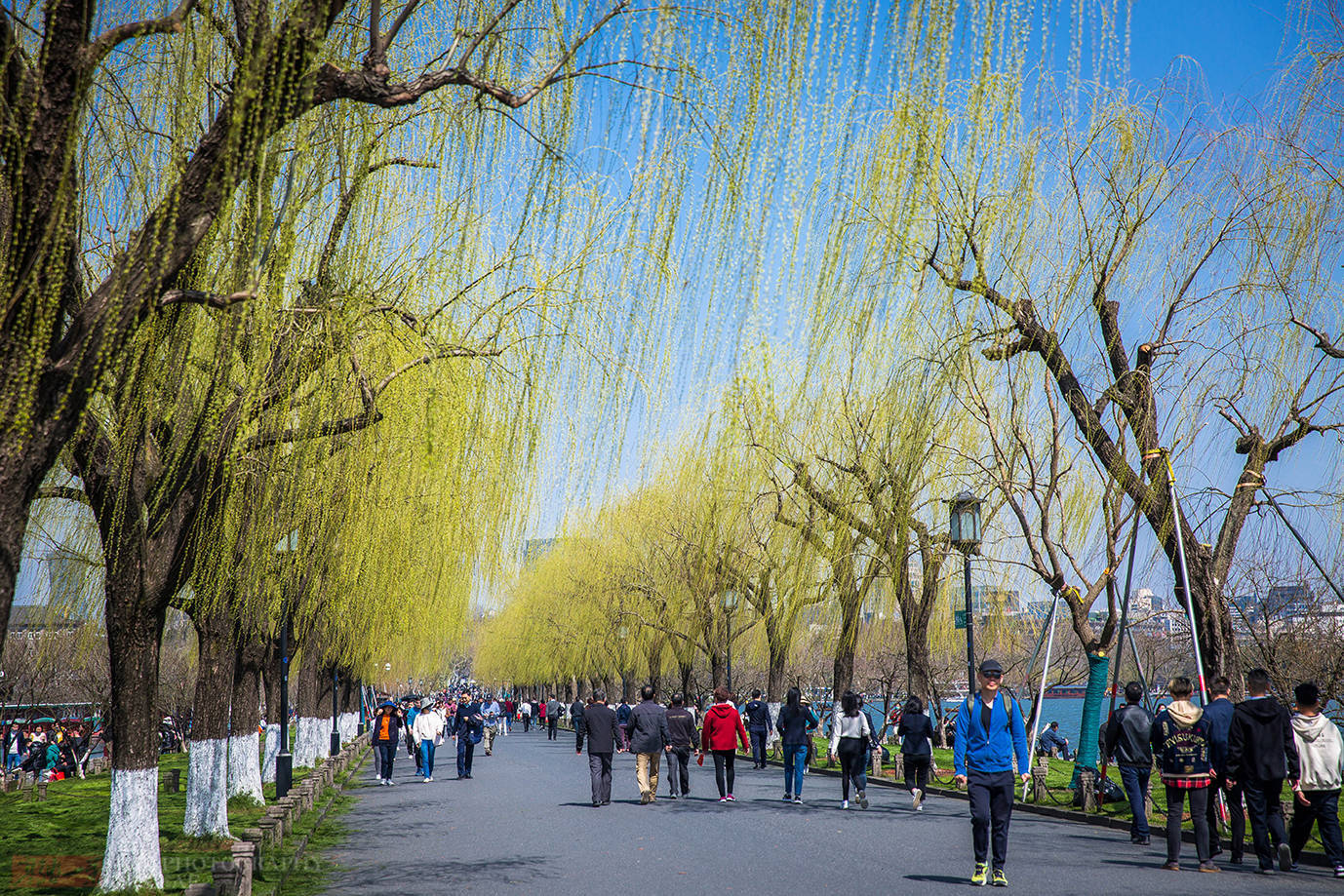 天堂|杭州西湖迎来最美时节，去西湖边逛逛，这一刻真正感受到天堂魅力
