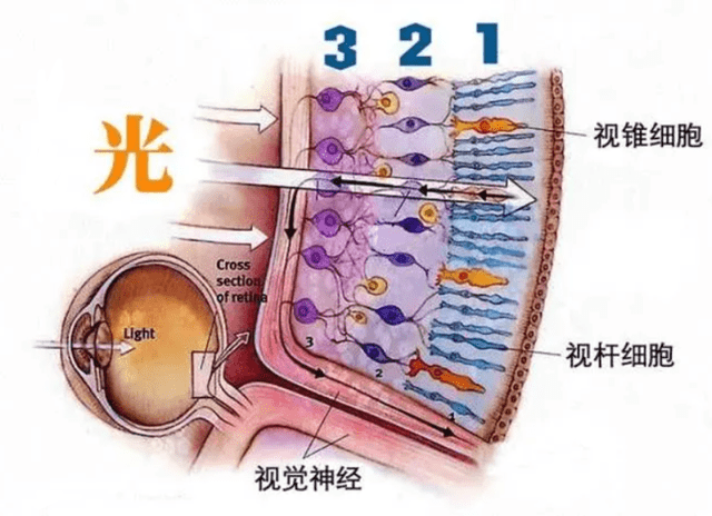 視錐細胞它們的視錐細胞可以高達每平方毫米為100萬個,而人類的視錐