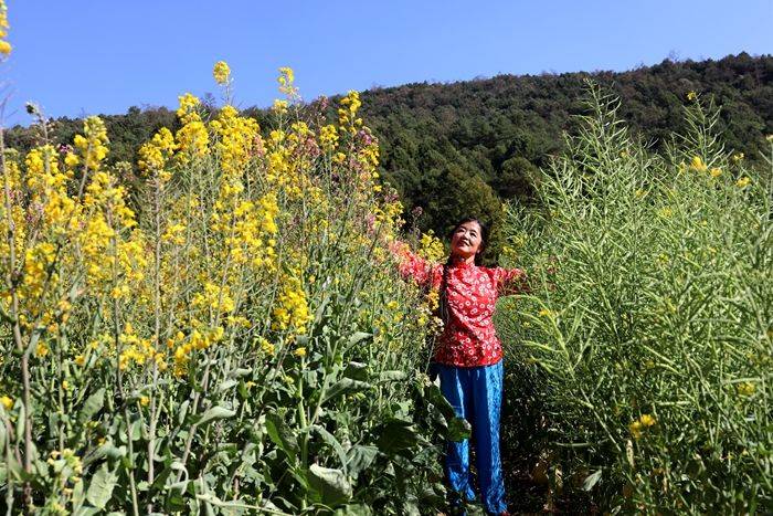 昆明|带您走进昆明安宁甸中村彩色油菜花田