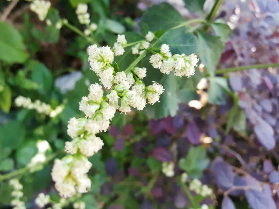 这种甘凉性野菜,酷似芹菜,煲汤补血养胃,春季遇到赶紧