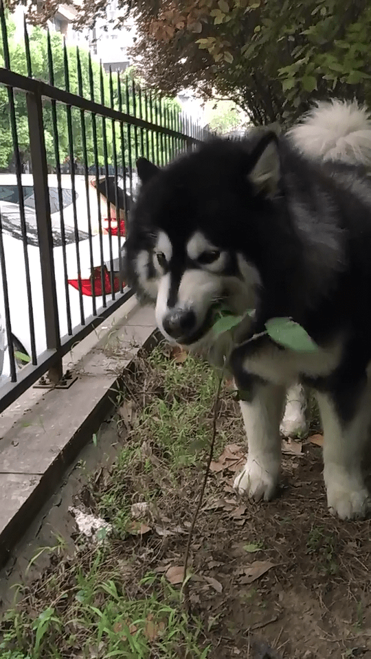 原创狗子竟吃烟叶难道狗狗烟瘾很大不过不管怎么说主人是排第一