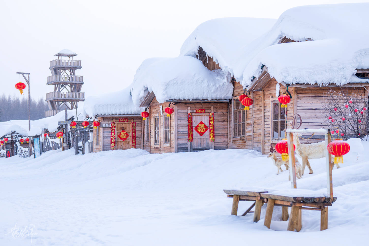 雪乡|抓住冬季的尾巴，迷人的雪村，阿尔山的冰雪童话世界