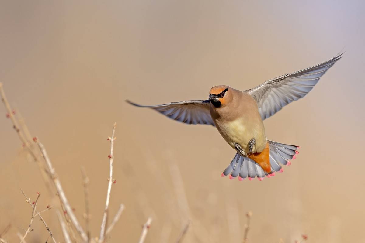 以热爱为名发现自然之美 那些野性瞬间背后的故事
