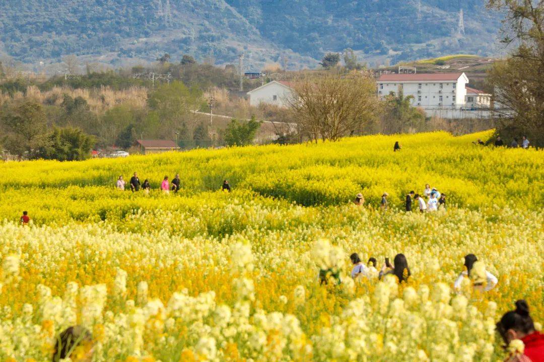 重庆主城最大的油菜花海在这里