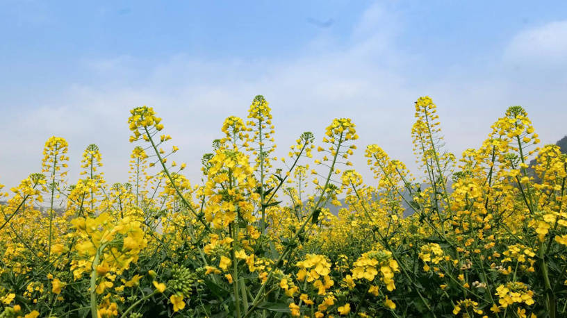 泸州双沙菜花图片