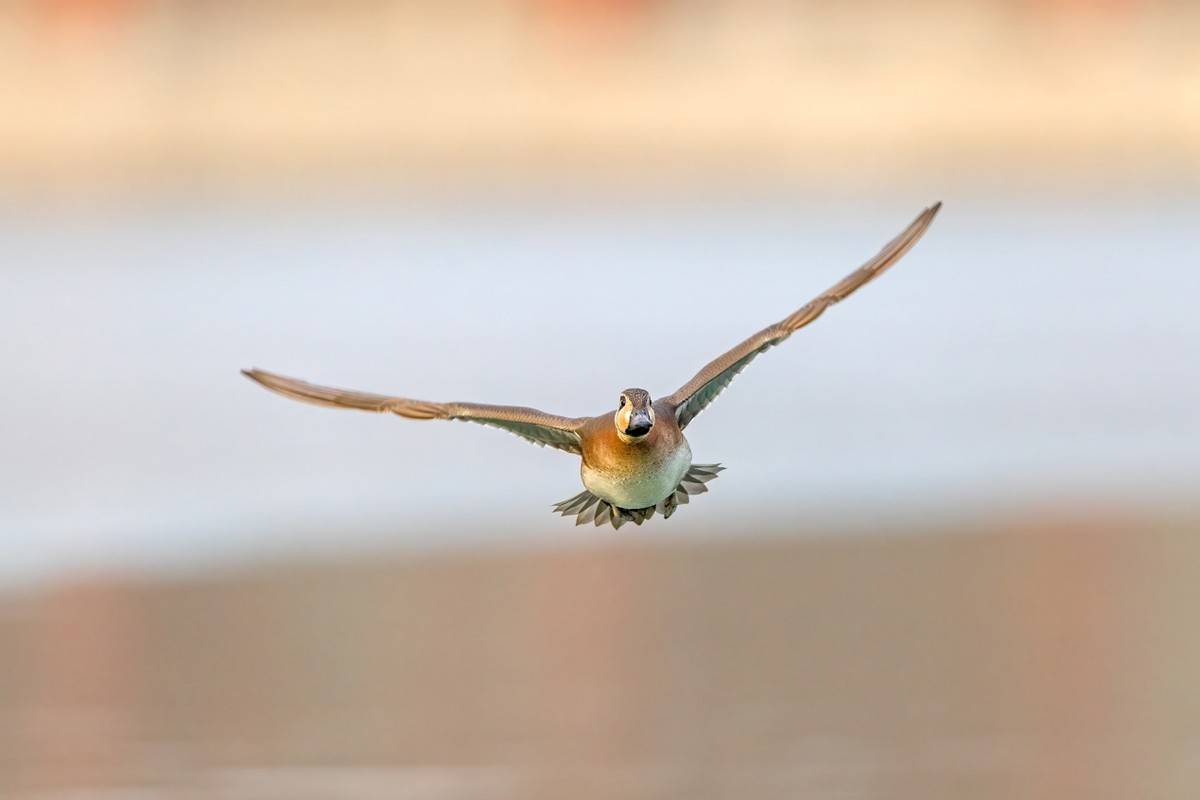 以热爱为名发现自然之美 那些野性瞬间背后的故事