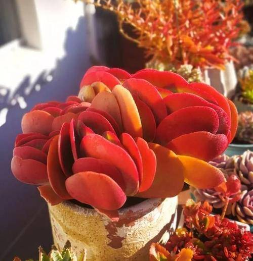 多肉唐印有"四怕",难怪绿油油的长成菜,做对了叶子鲜艳红似火