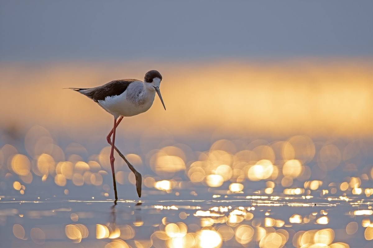 以热爱为名发现自然之美 那些野性瞬间背后的故事