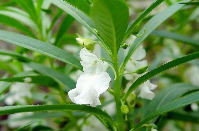 这些 毒美人 颜值虽然很高 但是养护起来还是要谨慎些的 有毒 凤仙花 南天竹