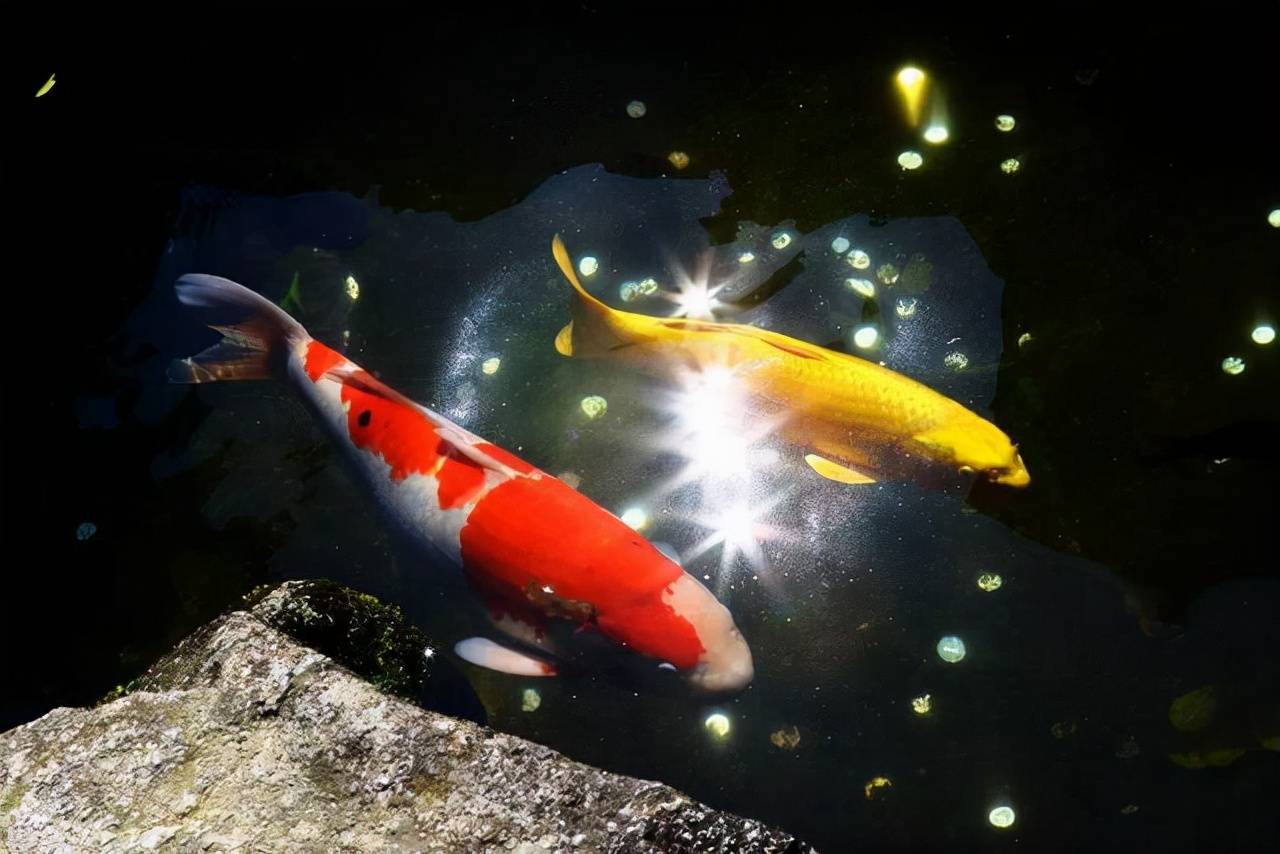 原创名贵锦鲤死了怎么处理能吃吗这两位网友决定这样物尽其用