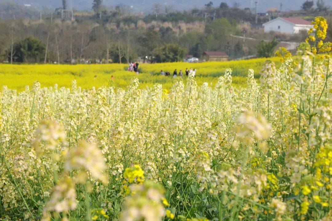 重庆主城最大的油菜花海在这里