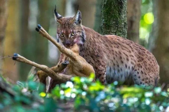 猞猁真的是狼的天敌吗