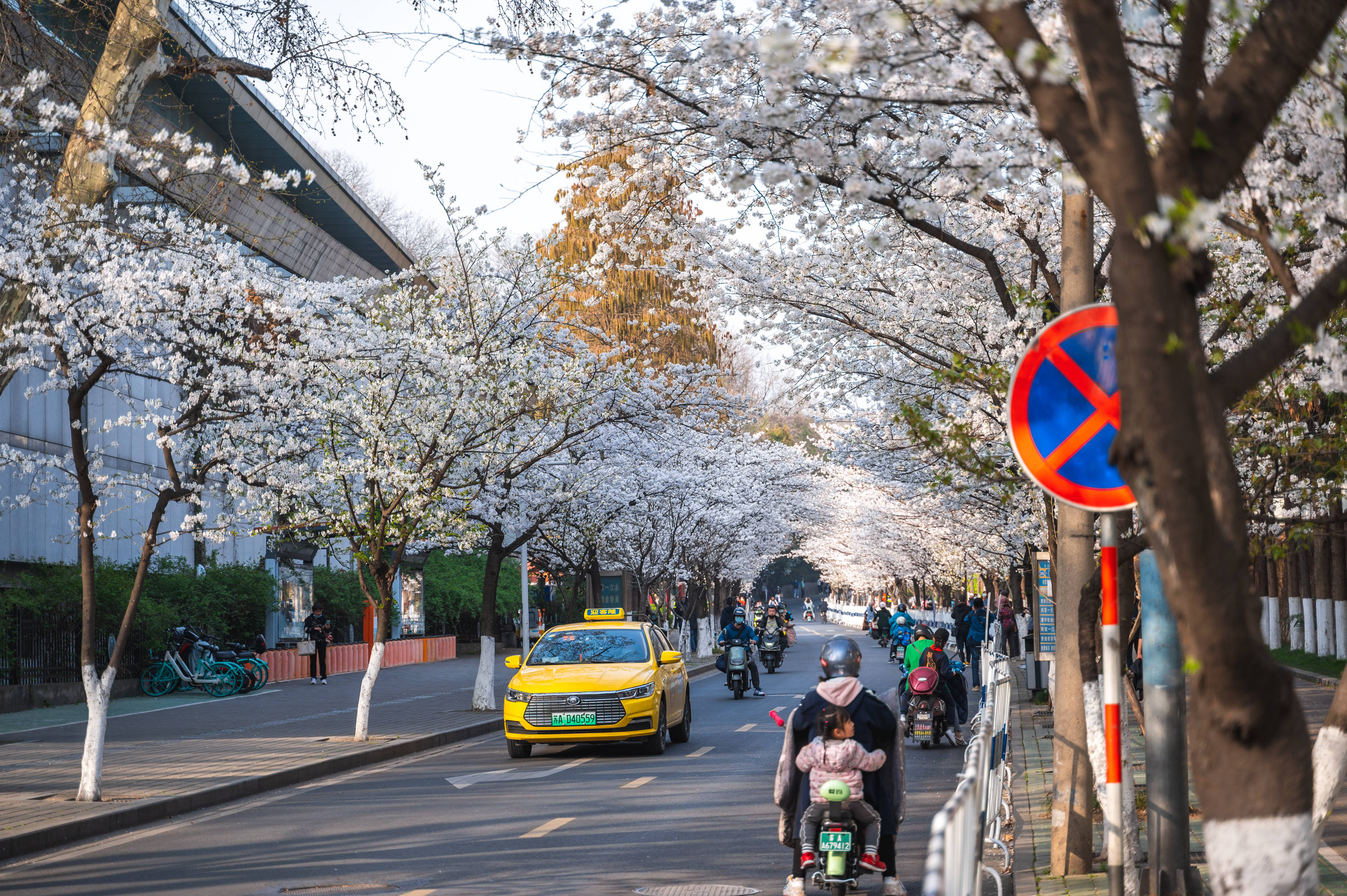 鸡鸣寺路樱花图片