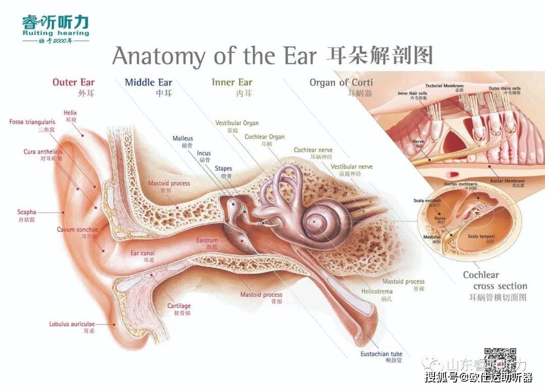 助听器戴着舒适始于这些简单的小动作