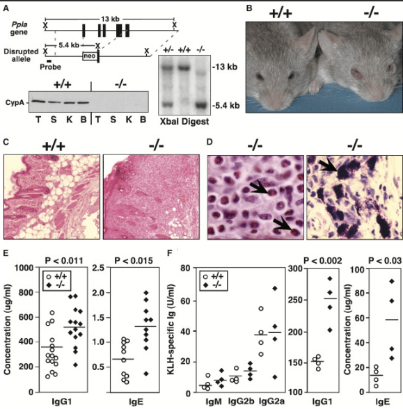 ppia基因敲除小鼠与免疫研究【每周一鼠】