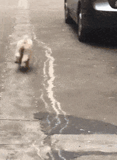 7d7c82f726734e00a6cfe3e65d428365.gif